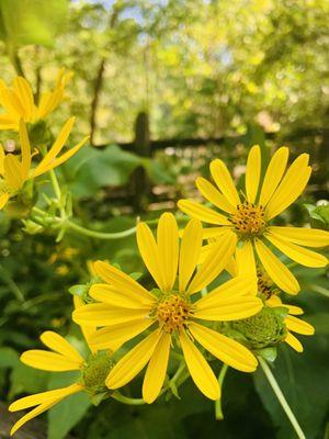 Learn about the beautiful flowers and trees in Virginia.