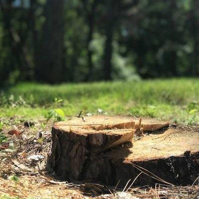 Tree Stump Grinding