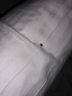 Bed bug res full of blood