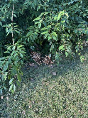 Dead leaves blown under the hedge between my house and my neighbors house