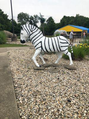 Zebra