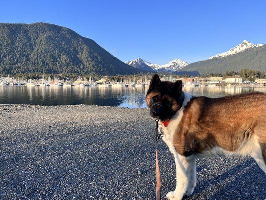 Juneau Veterinary Hospital