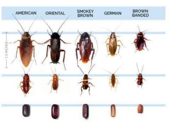 GOT ROACHES?
470-484-2819
404-509-7232
CLICK or PASTE TO BOOK
https://squareup.com/appointments/book/1QNX3GQSEQK0N/w-l-pest-control