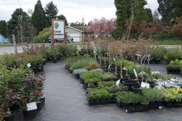 This is our perennial field where you will find gallon perennials as well as all of our Rose bushes!