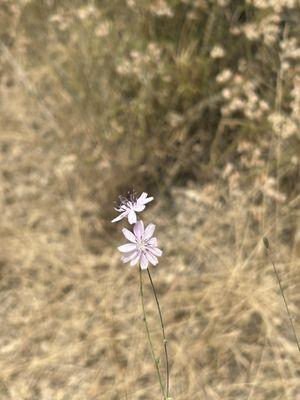 Mini Flowers