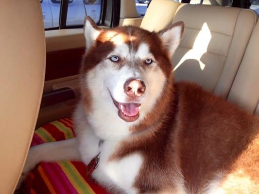 Red, is our large male husky