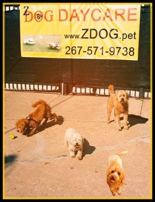 Z Dog Daycare