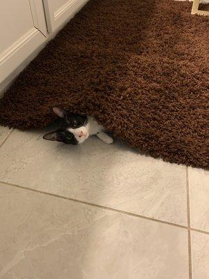 Bathmat from St Matt's ( kitten not included)