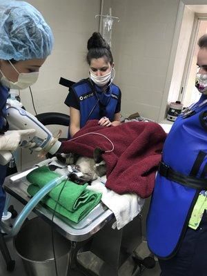 Dr. Whitmire, Natalie, and Sarah in dental procedure