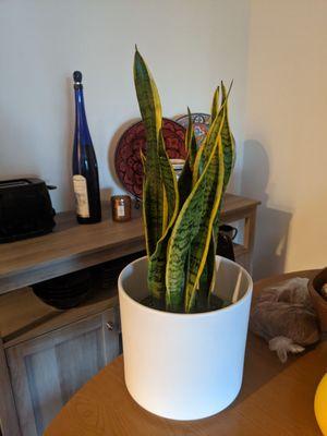 Thank you for my beautiful snake plant!