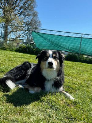 Rowan during his training with Man's Best Friend!