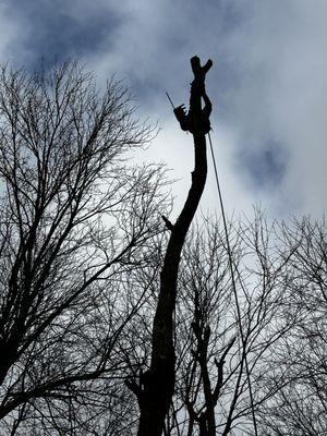 Brossart F. Tree Service