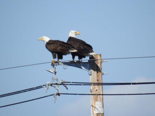 Tule Lake National Wildlife Refuge