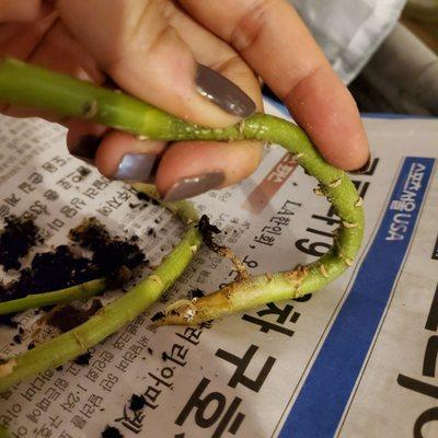 2 stems jst felll off....with root rot, what was the point of repotting if you're potting stems that are rotting away