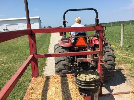 Transportation to the pasture...