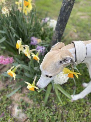 Abingdon Pet Grooming