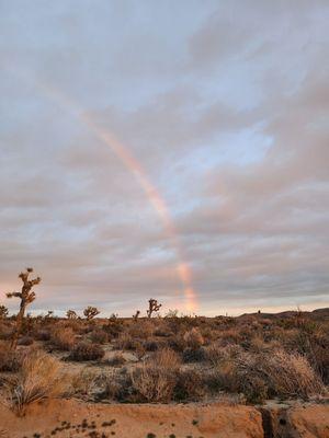 Joshua Tree