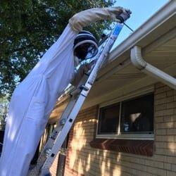 Wasp Removal