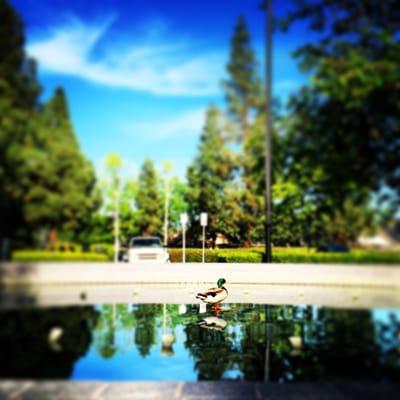 Duck hanging out on the fountain