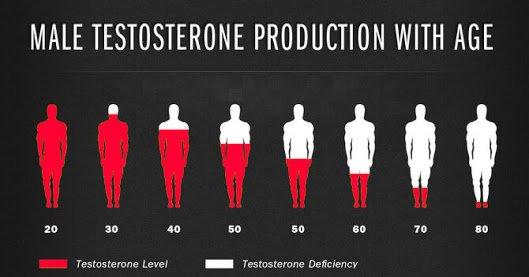 Testosterone Production Over Time