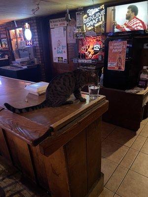 Myla the bar cat