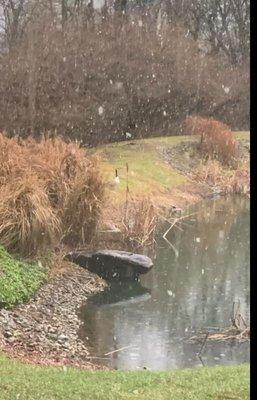 A view of snow flurries and a goose from one of the beautiful and private treatment rooms