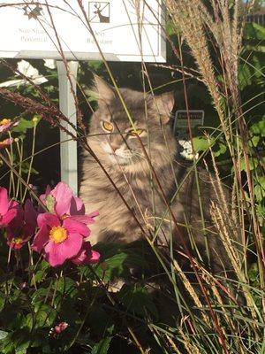 One of the nursery cats posing.