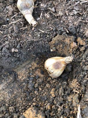 Can't plant bulbs due to rocks and clay.