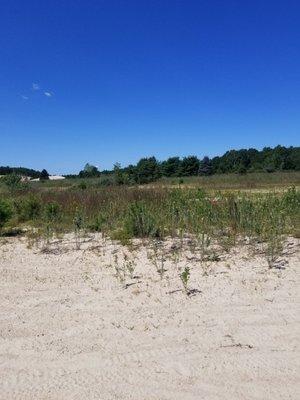 Butterfly habitat. Saw quite a few on our walk.