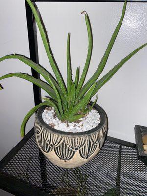 My aloe purchase that was repotted by Leon.