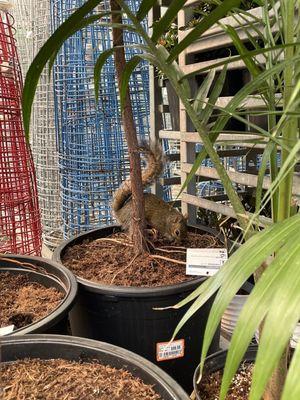 Furry friend in the garden center. :)