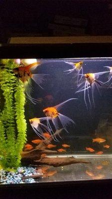 Some our angel fish for sale