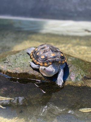 Tarpon Springs Aquarium and Animal Sanctuary