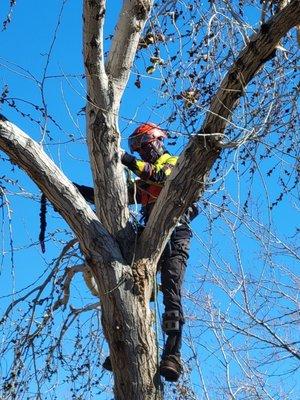 Tree Care by Design