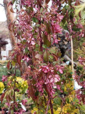 The Royal Beauty Crabapple's blossoms are beautiful! Legend says this tree can attract Bigfoot, but that can't be true, right?