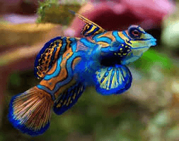 blue/green Mandarin Dragonet