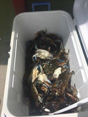 Fresh blue crabs that just came in today!