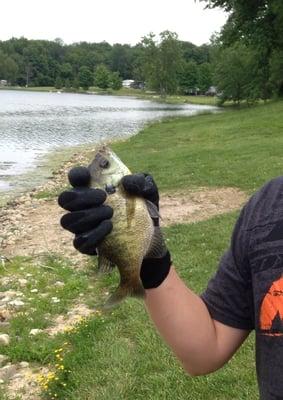 There are some good fish: crappie, blue gill, small and large mouth bass and some catfish.