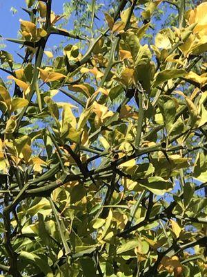 The Lemon tree next door to the church on the Hiwassee.