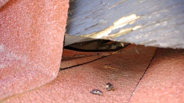 Found a small rat entry hole in a roof peak!