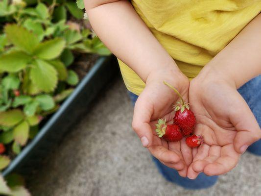 Curious Gardeners Preschool