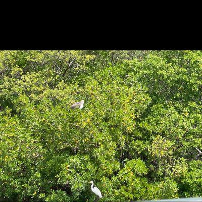 White Egret