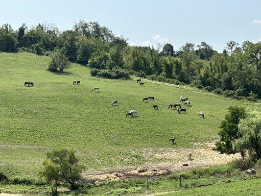 Horses on property