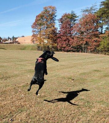 October 2024-Beau working on his frisbee skills