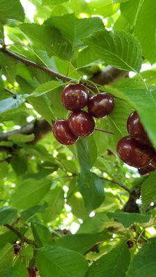 Cherries