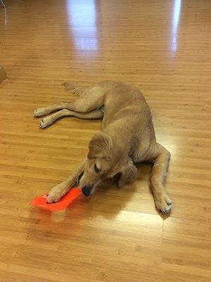 Missing one of our therapy dogs today, moved to Utah...Piper - a calming force in the rehabilitative clinic!