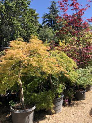 Gorgeous varieties of maples