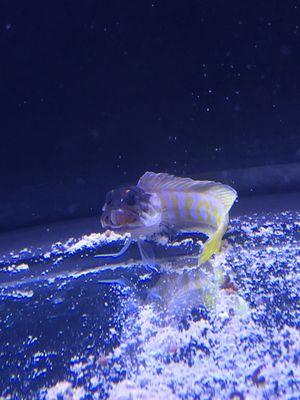 Tiger Jawfish