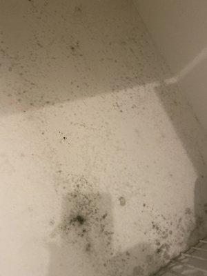 Black mold