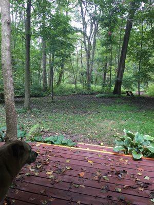 Cute dog and trail